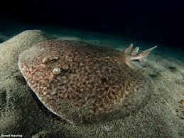 Image result for Torpedo marmorata