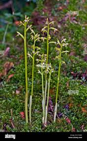 Attēlu rezultāti vaicājumam “Corallorhiza trifida flower”
