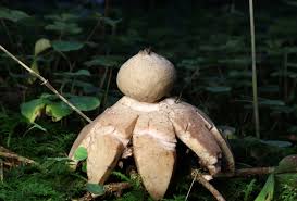 Attēlu rezultāti vaicājumam “Geastrum”