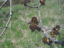 Attēlu rezultāti vaicājumam “Fraxinus pennsylvanica male flower”