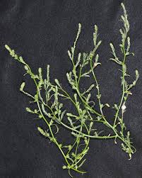 Attēlu rezultāti vaicājumam “Corispermum hyssopifolium”