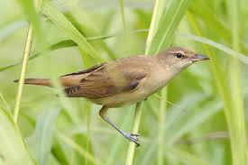 Image result for Acrocephalus arundinaceus