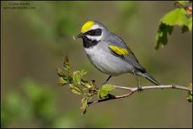 Image result for Vermivora chrysoptera