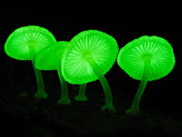 Attēlu rezultāti vaicājumam “Physarum pezizoideum stalked”