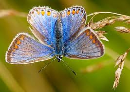Attēlu rezultāti vaicājumam “Polyommatus icarus male”