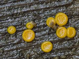 Attēlu rezultāti vaicājumam “Miladina lecithina”