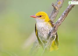 Attēlu rezultāti vaicājumam “Oriolus oriolus”