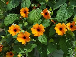 Image result for Thunbergia alata