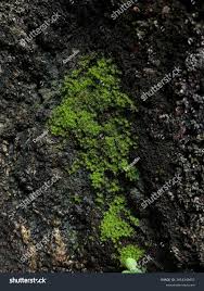 Attēlu rezultāti vaicājumam “Metzgeria furcata”