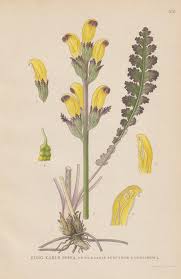 Attēlu rezultāti vaicājumam “Pedicularis sceptrum-carolinum”