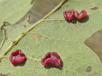 Attēlu rezultāti vaicājumam “Neuroterus albipes”