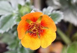 Attēlu rezultāti vaicājumam “Potentilla arenaria flower”