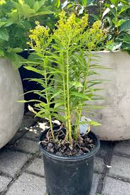 Attēlu rezultāti vaicājumam “Solidago virgaurea bud”
