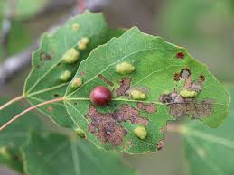 Attēlu rezultāti vaicājumam “Contarinia petioli”