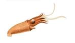 File:Bathyteuthis-abyssicola.jpg - Wikipedia, the free encyclopedia