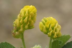 Attēlu rezultāti vaicājumam “Medicago lupulina”