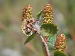 Attēlu rezultāti vaicājumam “Betula nana female flower”