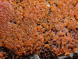 Attēlu rezultāti vaicājumam “Tubifera montana spores”