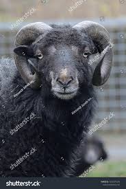 Attēlu rezultāti vaicājumam “Ovis aries”