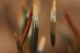Attēlu rezultāti vaicājumam “Plagiothecium latebricola macro”