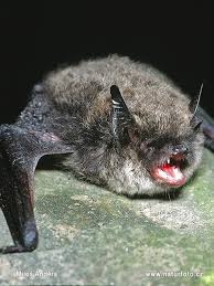 Attēlu rezultāti vaicājumam “Myotis dasycneme”