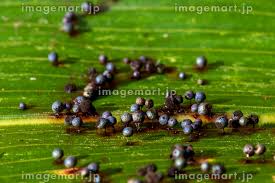 Attēlu rezultāti vaicājumam “Lamproderma columbinum young”