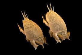 Attēlu rezultāti vaicājumam “Bitoma crenata imago”