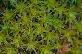 Attēlu rezultāti vaicājumam “Tortula muralis”