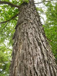 Attēlu rezultāti vaicājumam “Corylus colurna”