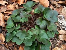 Attēlu rezultāti vaicājumam “Hepatica nobilis fruit”