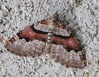 Attēlu rezultāti vaicājumam “Xanthorhoe designata”