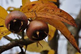 Attēlu rezultāti vaicājumam “Mespilus germanica”