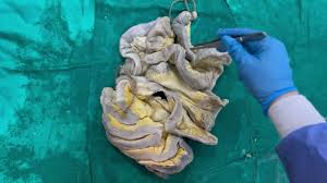 Image result for b%FD%E7ak anatomisi