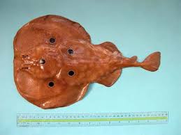 Image result for Torpedo torpedo