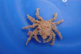 Image result for Hyas araneus