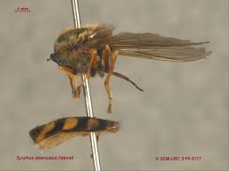 Attēlu rezultāti vaicājumam “Syrphus sp. imago”