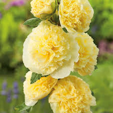 Image result for Stockrose