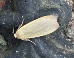 Attēlu rezultāti vaicājumam “Eilema griseola larva”