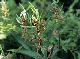 Attēlu rezultāti vaicājumam “Epipactis helleborine flower”