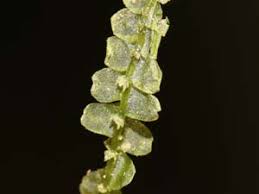 Attēlu rezultāti vaicājumam “Calypogeia fissa”