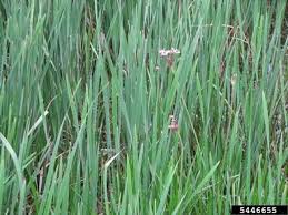 Attēlu rezultāti vaicājumam “Butomus umbellatus bud”
