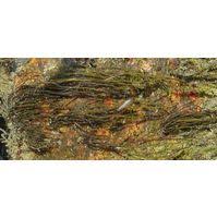 Attēlu rezultāti vaicājumam “Lemanea fluviatilis”