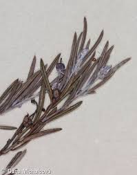 Attēlu rezultāti vaicājumam “Andromeda polifolia leaf”