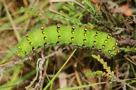 Attēlu rezultāti vaicājumam “Saturnia pavonia larva”