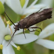 Attēlu rezultāti vaicājumam “Scythrididae”