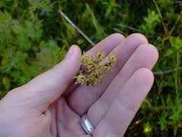 Attēlu rezultāti vaicājumam “Pentaphylloides fruticosa leaf”