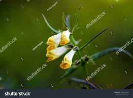 Attēlu rezultāti vaicājumam “Melampyrum pratense flower”
