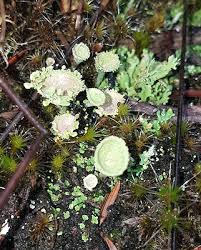 Attēlu rezultāti vaicājumam “Cladonia pyxidata”