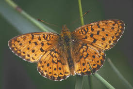 Attēlu rezultāti vaicājumam “Brenthis ino upperside”