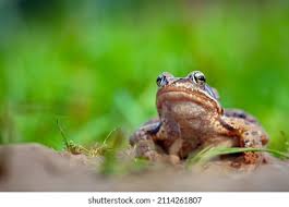 Attēlu rezultāti vaicājumam “Ranidae”